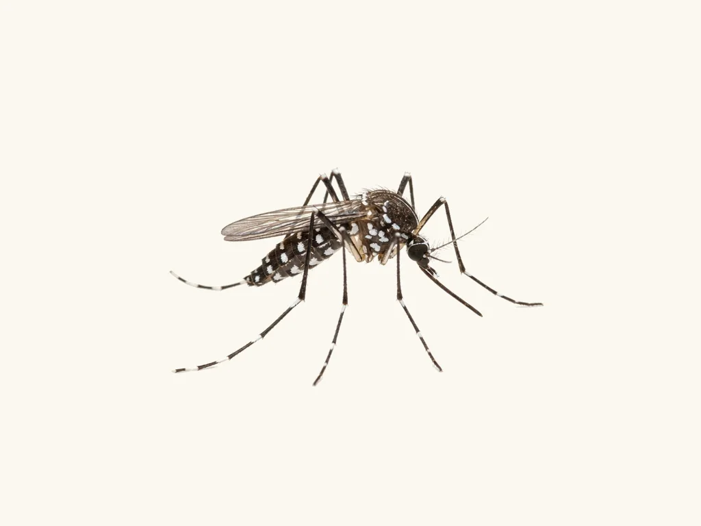Asian tiger mosquito close-up — Aedes albopictus