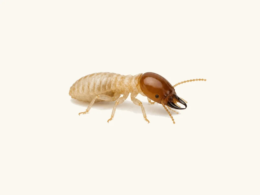 Subterranean termite worker close-up — Reticulitermes flavipes